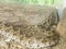 Daboia siamensis (Eastern Russell\\\'s viper, Siamese Russell\\\'s viper) is a venomous viper species that is endemic to parts of