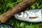 Dace fly fishing