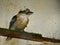 Dacelo novaeguineae or common kookaburra, is a species of coraciform bird of the Alcedinidae family typical of Australia