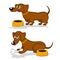 Dachshund in action