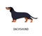 Dachshund. Adorable hunting dog or scenthound with short-haired coat isolated on white background. Gorgeous purebred