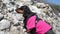 Dachshund alpinist goes down from steep cliff on sunny day