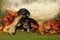 Dachshund in an autumn woods