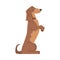Dachshund or Badger Dog as Short-legged and Long-bodied Hound Breed with Collar Standing on Hind Legs Vector