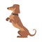 Dachshund or Badger Dog as Short-legged and Long-bodied Hound Breed with Collar Standing on Hind Legs Vector