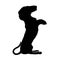 Dachshund badger dog breed, isolated pedigree silhouette vertical illustration, large detailed black macro closeup, kennel club