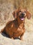 Dachshund on the beach