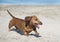 Dachshund on beach