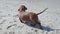 Dachshund on the Beach After Swimming. Slow Motion