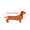 Dachshund. Beautiful purebred dog. Cute funny domestic pet.