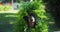 Dachshund becomes green bush avoiding going to school
