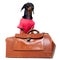 Dachshund breed dog, black and tan, in a cowboy hat and pink t-shirt standing on a vintage suitcase for travel on vacation, isolat
