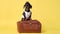 Dachshund breed dog, black and tan, dressed in tourist costume, wears a hat and shirt, stands on vintage suitcase, barks and jumps