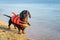 Dachshund breed dog, black and tan, wearing orange life jacket while standing on beach at sea against the blue sky