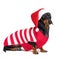 Dachshund breed dog, black and tan, wearing in red Christmas Santa Claus hat and sweater isolated on a white background