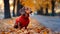 Dachshund breed dog in a red knitted sweater walks along the road in the autumn park