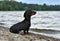 Dachshund breed dog, sits in the evening on the shore of the lake on the background of water and sky