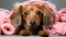 Dachshund covered with a pink towel at the barber shop. Generative AI