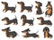Dachshund. Cute dogs characters various poses hunting breed, design for prints, textile or card, adorable dachshund