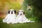 dachshund cute funny pet photo halloween ghost