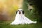 dachshund cute funny pet photo halloween ghost