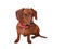 Dachshund cute little dog short hair isolated