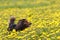 Dachshund on the dandelions meadow