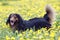 Dachshund on the dandelions meadow