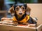 Dachshund delivery dog with packages