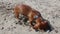 Dachshund is digging sand at the beach