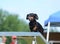 Dachshund at a Dog Agility Trial