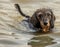 A dachshund dog bathing in the sea. for him the water must be high.