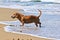 Dachshund dog on the beach