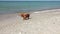 Dachshund Dog on the Beach After Swimming. Slow Motion