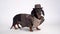 Dachshund dog, black and tan, dressed in archeologist costume, hat, shirt and brown jacket, isolated on white background