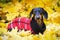 Dachshund dog, black and tan, dressed in a red knitted sweater in a pile of fall leaves in the autumn par