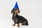 Dachshund dog, black and tan, in a festive birthday blue cap isolated on gray background