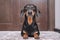 Dachshund dog, black and tan, lies at the door of the house on the floor, looks up sadly, waiting for the owner or a walk