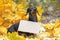 Dachshund dog black and tan looking plaintively while wearing a carton sign around neck, a sitting on fallen autumn yellow foliage