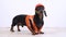 Dachshund dog, black and tan,  in an orange construction vest and helmet stands against the background of the wall, looks around