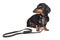 Dachshund dog, black and tan, ready for a walk with owner , with leather leash, isolated on white background