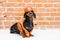 Dachshund dog, black and tan, sits on the background of a dirty  brick wall, in an orange construction vest and helmet closing eye