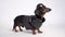 Dachshund dog, black and tan, wears a black jacket and motorcycle helmet, isolated on white background