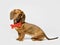 Dachshund Dog in Bow Tie on White, Animal Dressed Clothing