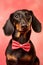 Dachshund dog with bowtie on pink background