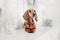 Dachshund dog breed. Happy New Year, Christmas holidays and celebration