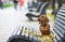 Dachshund dog breed sits alone in the autumn park on a wooden bench during a walk resting among the fallen leaves.