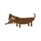 Dachshund dog breed with tongue. Cute cartoon character on white background. . Flat design