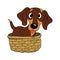 Dachshund dog breed vintage vector illustration