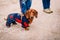 Dachshund dog. A brown dachshund dressed in warm clothes walks with the owner on the street. Dog clothes